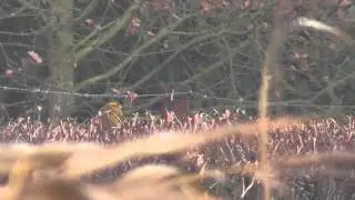 Female yellowhammer and Tree Sparrows Panasonic HD