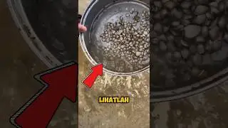 ternyata pantai ini menyimpan banyak kerang‼️#shorts