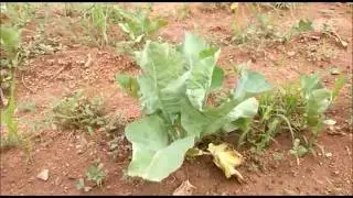 Crop Identification
