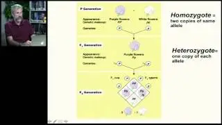 Inheritance | Law of Segregation