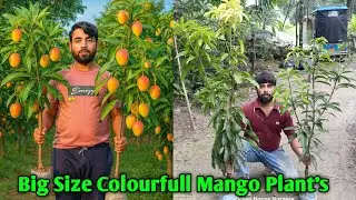 Big Size Colourfull Mango Plant's...Big Size Pusa Mango Plant's Kolkata Online Available..