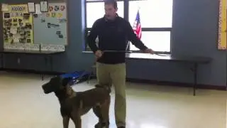 Teaching a dog to release a toy