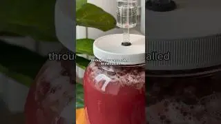HOW TO MAKE BLACKBERRY MEAD (PART 3)