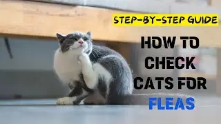 Cat Fleas Treatment | How to Check Cats for Fleas!