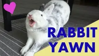 Rabbit YAWNING in Slow Motion