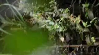 Snipe water bird - in the brook. Essex UK