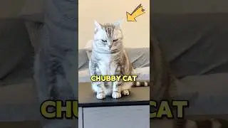 Этот пухлый кот не хочет худеть