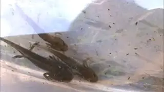 Alpine Newt Larvae and Smooth Newt Larvae - Winter Herping Germany 2013