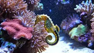 Ocean Calm | DREAM AQUARIUM 4K - Marine Life, Fish Tank Sounds for Deep Sleep