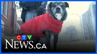 When couples split, who gets custody of the pet?