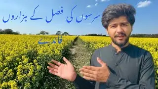 سرسوں کا فصل تیار ہے 