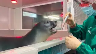 Grecia, foca monaca mediterranea curata e rilasciata in mare