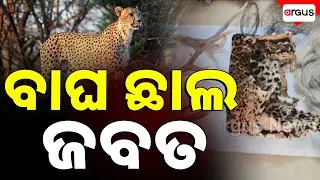 କଲରାପତରିଆ ବାଘ ଛାଲ ଜବତ | Forest Officials Seized Leopard Skin | Argus News | Nuapada