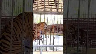 Tiger Team Show In Phnom Penh Safari Park