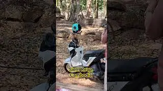 Monkeys Siem Reap, Cambodia #wildlife #trending #youtubeshorts #shorts #fyp #viral #viralshorts