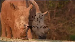 Ness Knight Investigates The Illicit Rhino Horn Trade