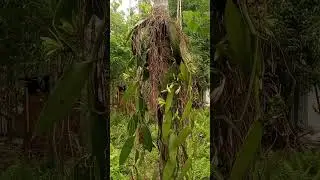 Bodoland Assam Vanilla Flower Blooming contact 9954426968 , 7002145670