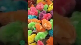 EL LADO OSCURO DE LOS POLLITOS PINTADOS | Documental Completo en YouTube.com/animalslove_original