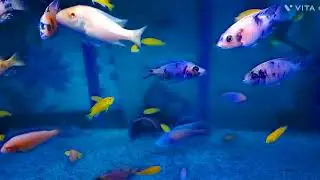 OB Peacock Cichlid.