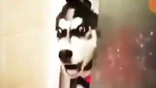 Dog sing Chop Suey!-System of a Down