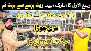 Birds Farming in Pakistan | java breeding setup