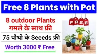 Nurserylive Free plant offer | Free Plants offer | Order Free product | Free Shopping loot offer
