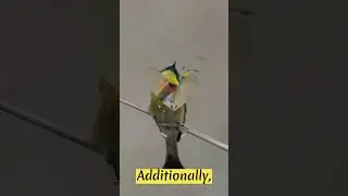 [WILDLIFE FACTS] The fascinating Bee Eaters #beeeater #unknownfacts #shorts #birdlovers