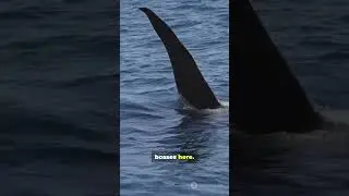 Ocean's top predators:Killer whales🐋 #facts #animals #whales #orcas
