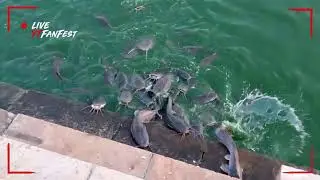 Ahamdabad.  Kakarya