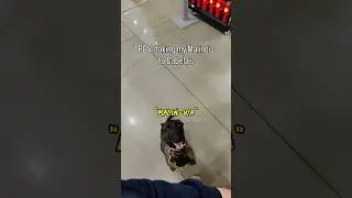 Wholesome interaction at Cabela&rsquo;s 🐺 #dogtraining #malinois #cabelas #brandywinedogacademy #delaware