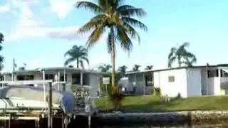 Palm tree reflection