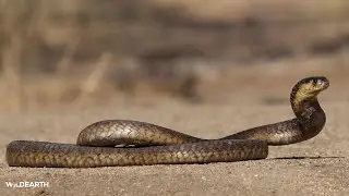 A sneaky slithering approach