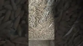 Pine nuts roasted with shell being packed after roasting process.