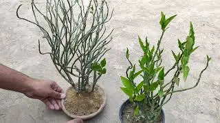 Devil's Backbone / Pedilanthus / Zigzag Plant || Care & Growth Tips ||Top Gardening ||