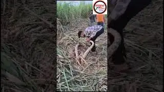 ऊसाच्या फडात सर्पमित्राने पकडला महाकाय अजगर#python#canefarm#agriculture