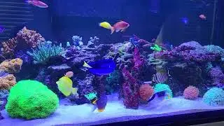 May 2025 Glasscages custom 230 gallon mixed reef saltwater aquarium update