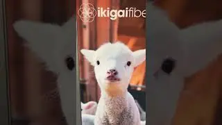 Our 2025 trip to Vogue Knitting Live