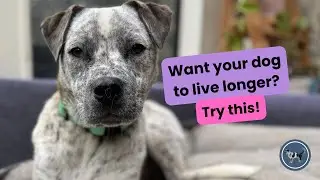 Why Every Senior Dog Needs Massage | Science + Fun Facts | The Secret to a Longer Life for your Dog