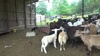 Kelpie Capree Sirius dances Ragtime with Sheep in barn