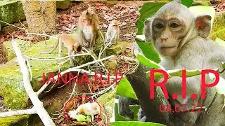 R.I.P JANNA MONKEY PASS A WAY By FALL DOWN FROM HIGH TREE, WISH JANNA HAVE A REST IN PEACE!