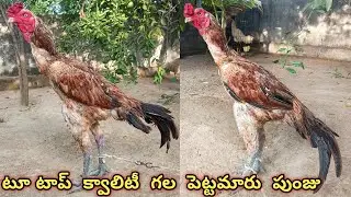 టూ టాప్ క్వాలిటీ గల పెట్టమారు పుంజు||8074334157||Dega Pettamaru Punju||Heavy Size Double Body||#dega