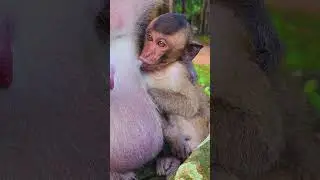 Adorable Old Mother Monkey Daisy Nursing Baby Demi