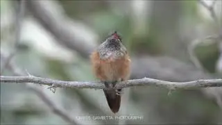 Green-brown-white Hummingbird (Amazilia viridicauda),10