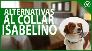 🐶 Cu&aacute;les Son las Alternativas Al Collar Isabelino para Perros En Tratamiento 🐶