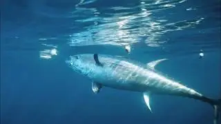 A Conservation Minute: Bluefin Tuna