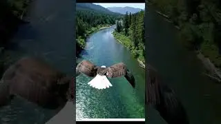 Hunt Over the River in the Deep Valley 9:16-1 #wildlife #eagles #hunt #shorts