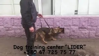 K-9 Detection dog for sale, 5 months. Собака детектор на продажу, 5 месяцев.
