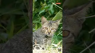 Rare Encounter: Majestic Wild Cat in the Heart of the Tropical Jungle #cat #catvideos