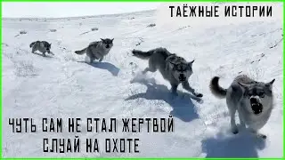 Stories about wolves and people &ndash; animals also want to live  Stories about animals  Incident in