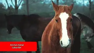 bestanimal#  powerfullanimal#sweetanimal#